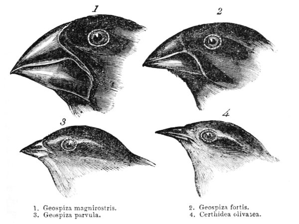 John Gould’s engraved plate of four of the finch species from the Galapagos Islands