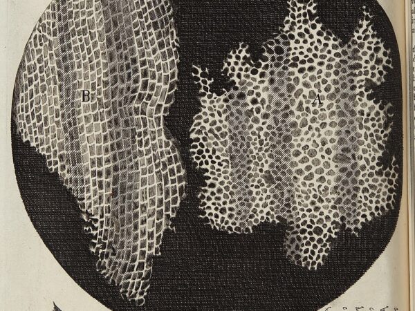 Robert Hooke’s engraving of cork cells seen under the microscope, from Micrographia