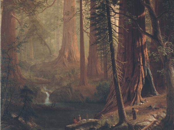 Albert Bierstadt’s painting of giant redwood trunks rising through golden light and mist above a forest floor