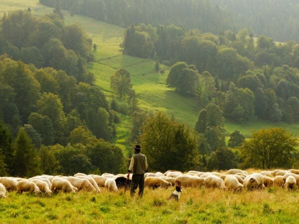 Recovering the Office of Elder - The Shepherd Model, Part III