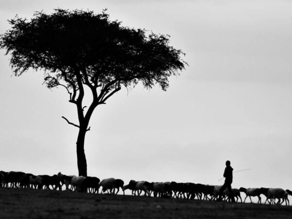 Rediscovering the Office of Elder-The Shepherd Model, Part I