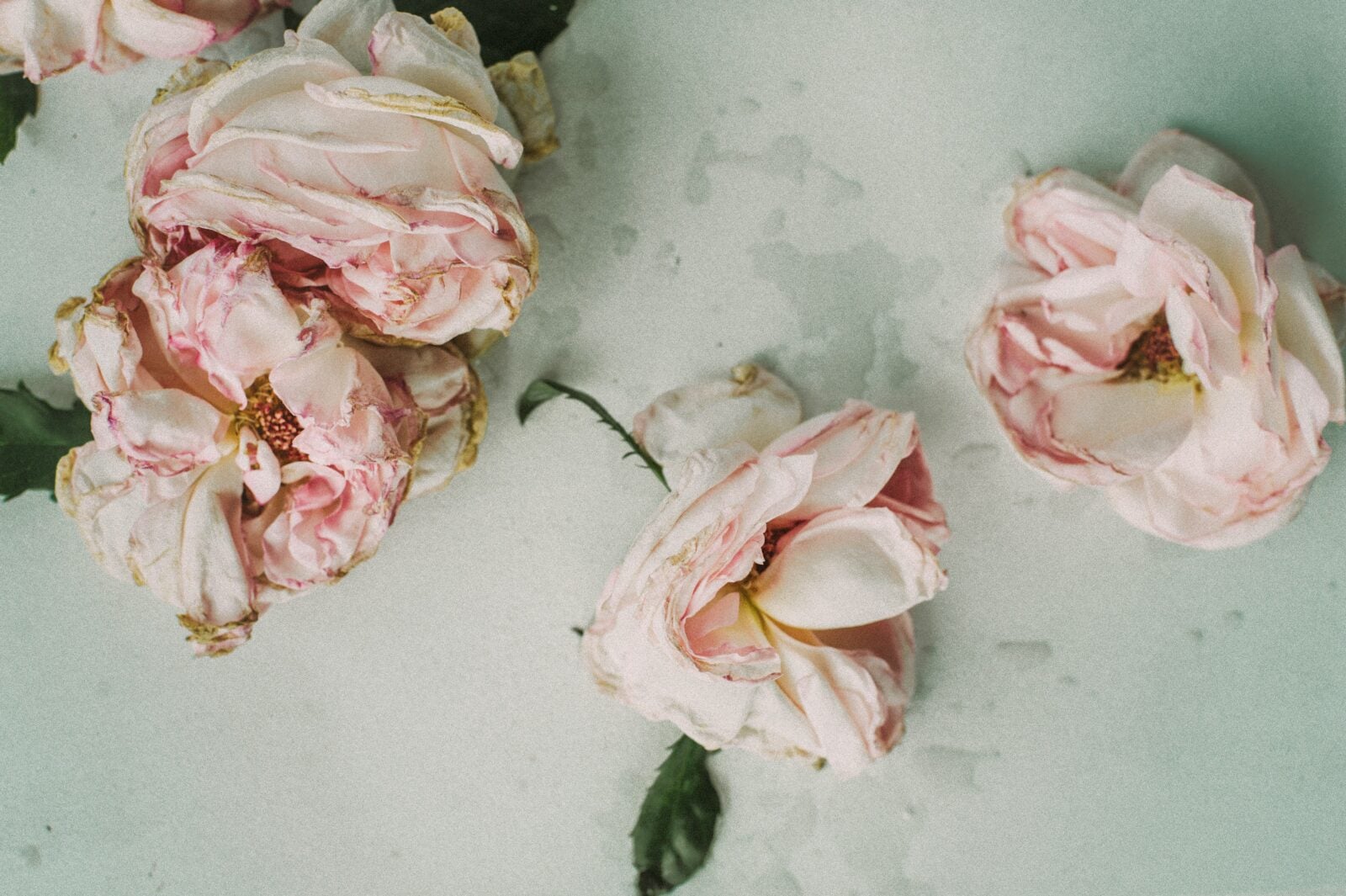 daria shevtsova 7mbvu0biZgg unsplash